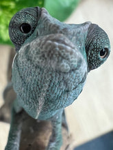 Load image into Gallery viewer, Ambilobe male: Flash x Lucia (R11)