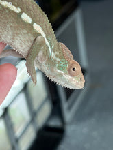 Load image into Gallery viewer, Ambilobe FEMALE: 🚺 (S2)