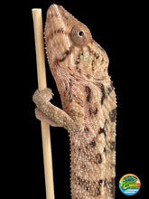 Load image into Gallery viewer, Ambilobe FEMALE: đș (S1)