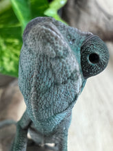 Load image into Gallery viewer, Ambilobe male: Flash x Lucia (R11)