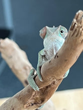 Load image into Gallery viewer, Ambilobe male: Flash x Lucia (R4)