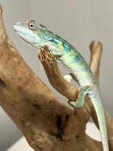 Load image into Gallery viewer, Ambilobe male: Sunny Delight x Skittles(I2)