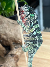 Load image into Gallery viewer, Ambilobe male: Sunny Delight x Skittles(J4)