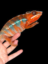 Load image into Gallery viewer, Male Ambilobe Panther Chameleon displaying intense red body coloration with brilliant blue bars from European bloodlines