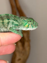 Load image into Gallery viewer, Close-up of a young Ambanja Panther Chameleon displaying vibrant blue-green coloration