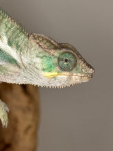 Load image into Gallery viewer, Vibrant Ambanja Panther Chameleon with one-of-a-kind color pattern