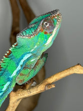 Load image into Gallery viewer, Young male Ambilobe Panther Chameleon with calm and curious expression.
