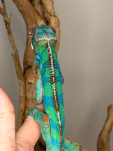 Load image into Gallery viewer, Juvenile Ambilobe panther chameleon perched and observing surroundings