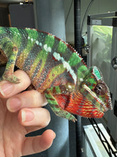 Load image into Gallery viewer, Close-up of juvenile Ambilobe Panther Chameleon showing texture and early coloration
