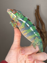 Load image into Gallery viewer, Ambilobe Panther Chameleon juvenile looking curious, showing early blue bars