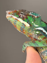Load image into Gallery viewer, Close-up of juvenile Ambilobe Panther Chameleon eye turrets with hints of yellow and blue