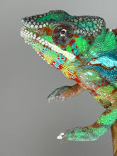 Load image into Gallery viewer, view of Ambilobe Panther Chameleon highlighting early blue bar pattern and yellow hints