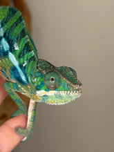 Load image into Gallery viewer, Juvenile Ambilobe Panther Chameleon with emerging red, teal, and turquoise tones, showcasing strong early color development.