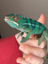 Load image into Gallery viewer, Juvenile Ambilobe Panther Chameleon climbing a branch, displaying early blue bars