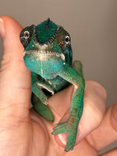 Load image into Gallery viewer, Front view of juvenile Ambilobe Panther Chameleon with blue bars