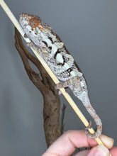 Load image into Gallery viewer, Vibrant female Sambava Panther Chameleon hybrid juvenile