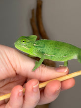 Load image into Gallery viewer, A bright green female Veiled chameleon perched on a person's hand, with a light wood stick in the foreground and a soft neutral background.