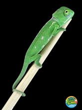 Load image into Gallery viewer, Healthy juvenile female Veiled Chameleon hand-raised at FramsChams.
