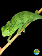 Load image into Gallery viewer, Juvenile female Veiled Chameleon hand-raised by FramsChams
