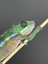 Load image into Gallery viewer, Close-up of Sambava Ambilobe hybrid chameleon with emerging colors