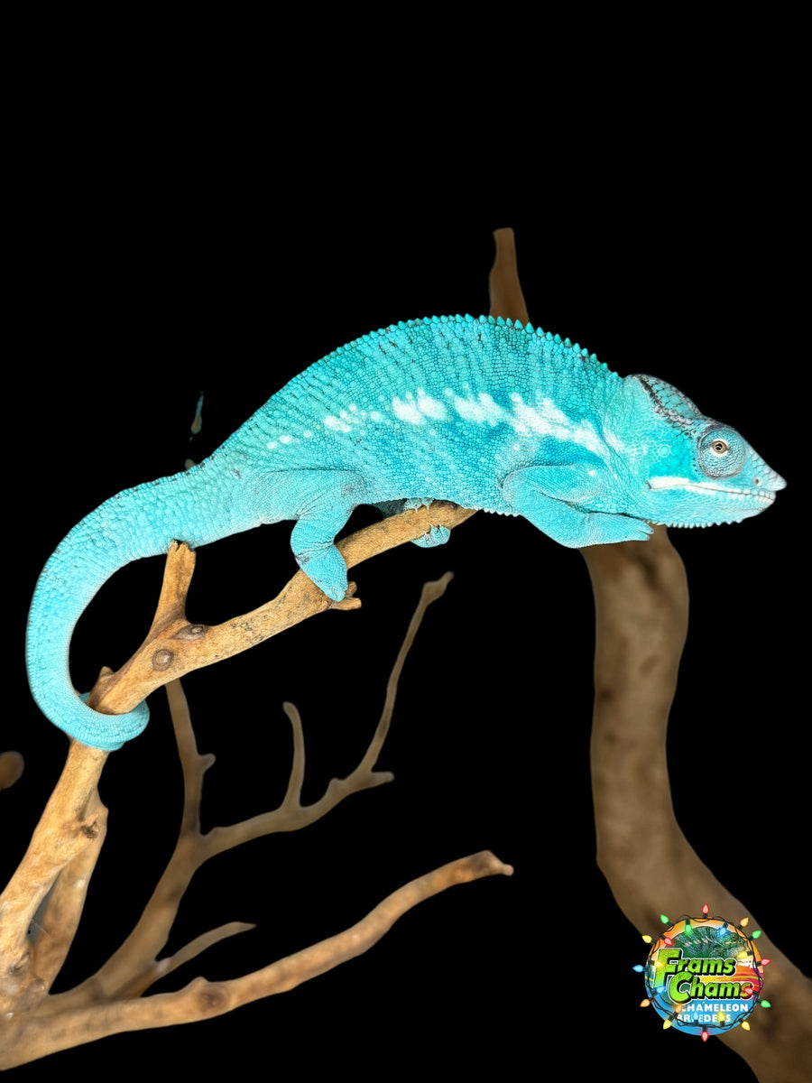 Nosy Be Panther Chameleon for Sale | Juvenile Male – FramsChams