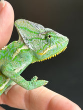 Load image into Gallery viewer, Close-up of juvenile Veiled Chameleon’s head highlighting unique patterns