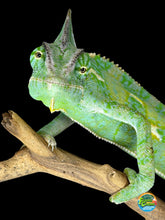 Load image into Gallery viewer, Juvenile male Veiled Chameleon showing front view and vibrant patterning