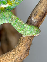 Load image into Gallery viewer, Our last three juvenile male Veiled Chameleons together, healthy and captive-bred