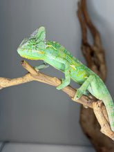 Load image into Gallery viewer, Juvenile male Veiled Chameleon being gently handled, building confidence