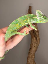 Load image into Gallery viewer, Profile view of a juvenile male Veiled Chameleon showing its shape and size