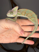 Load image into Gallery viewer, Side view of juvenile male Veiled Chameleon displaying unique patterns and calm temperament