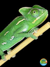 Load image into Gallery viewer, A close-up of a bright green male Veiled chameleon perched on a light tan branch against a solid black background, with a small colorful logo in the bottom right corner.