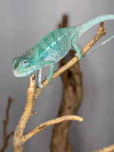 Load image into Gallery viewer, Full body view of juvenile Nosy Be Panther Chameleon on natural branch