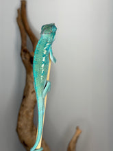 Load image into Gallery viewer, Young Nosy Be Panther Chameleon