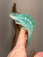 Load image into Gallery viewer, Juvenile Nosy Be Panther Chameleon resting calmly on a hand, demonstrating gentle temperament
