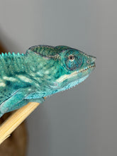 Load image into Gallery viewer, Nosy Be Panther Chameleon perched on a branch, displaying developing sky-blue coloration