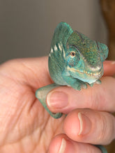 Load image into Gallery viewer, Profile view of young Nosy Be Panther Chameleon showing early ocean-blue and aqua tones