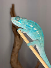 Load image into Gallery viewer, Side view of young Nosy Be Panther Chameleon highlighting early aqua and teal tones