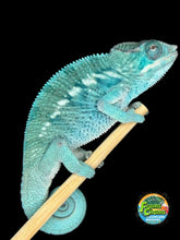 Load image into Gallery viewer, Juvenile Nosy Be Panther Chameleon showing soft sky-blue coloration, front view