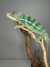 Load image into Gallery viewer, closeup of juvenile ambilobe panther chameleon face and pattern