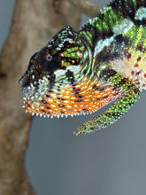 Load image into Gallery viewer, Healthy male Ambilobe Panther Chameleon with vivid future color potential