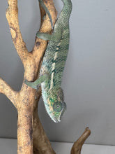 Load image into Gallery viewer, Curious juvenile Rainbow Skittles Panther Chameleon exploring branch