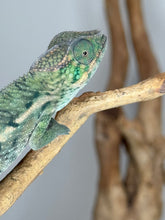 Load image into Gallery viewer, Top view of juvenile Rainbow Skittles Panther Chameleon showing unique scale pattern