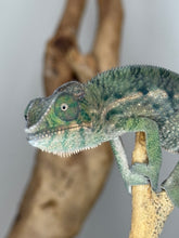 Load image into Gallery viewer, Juvenile Rainbow Skittles Panther Chameleon resting calmly on a branch