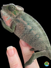 Load image into Gallery viewer, Side view of juvenile Rainbow Skittles Panther Chameleon with emerging color patterns