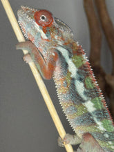 Load image into Gallery viewer, Young Ambilobe Panther Chameleon developing deep red coloration