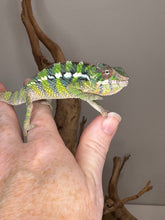 Load image into Gallery viewer, Close-up of juvenile Sambava x Ambilobe Panther Chameleon with emerging colors