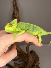 Load image into Gallery viewer, Captive-bred Veiled Chameleon juvenile male displaying unique patterning and healthy growth