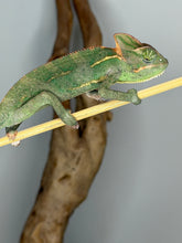 Load image into Gallery viewer, Juvenile female Veiled Chameleon perched on a branch, exploring her surroundings