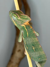 Load image into Gallery viewer, Side profile of juvenile female Veiled Chameleon highlighting subtle spiciness in personality